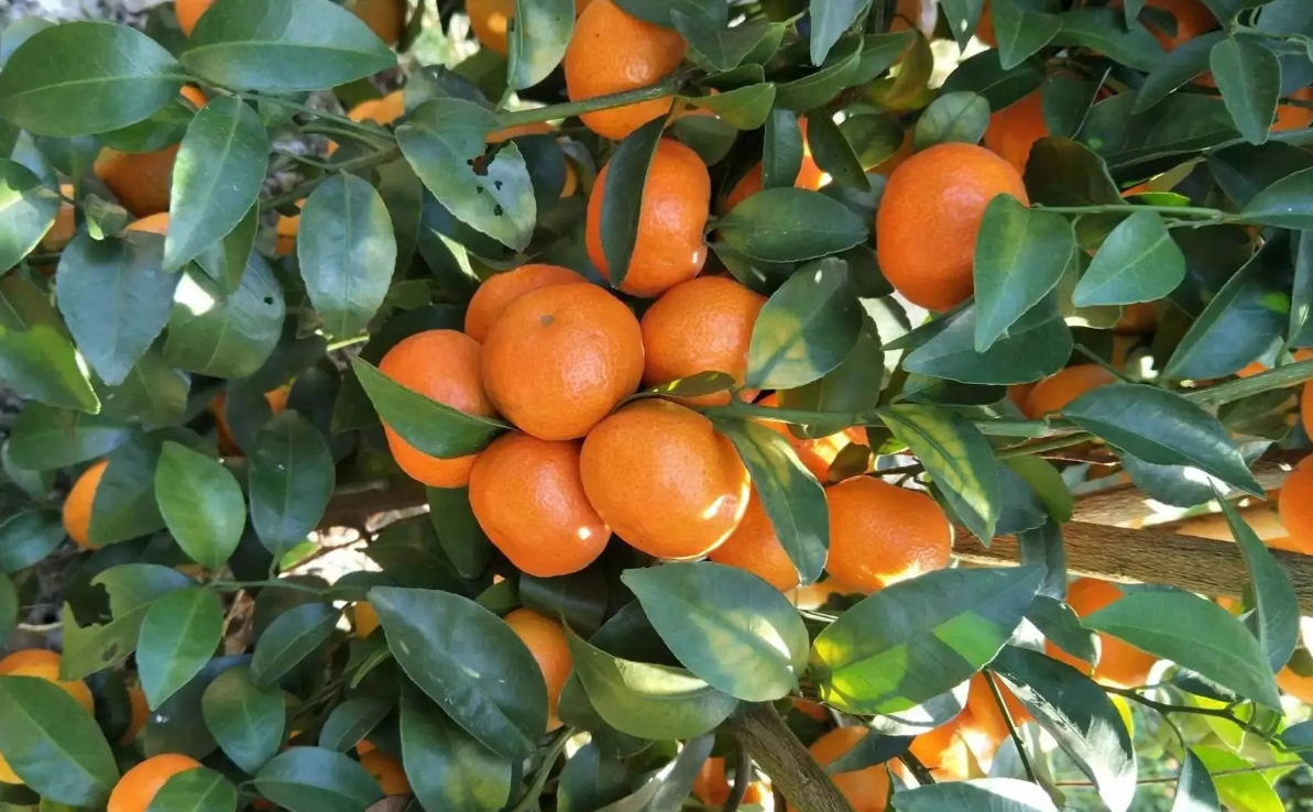 广西梧州柑橘使用案例